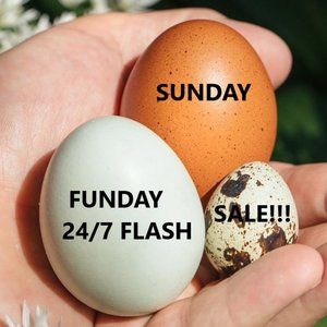 🎉CARPE DIEM SUNDAY SALE ALL DAY🎉